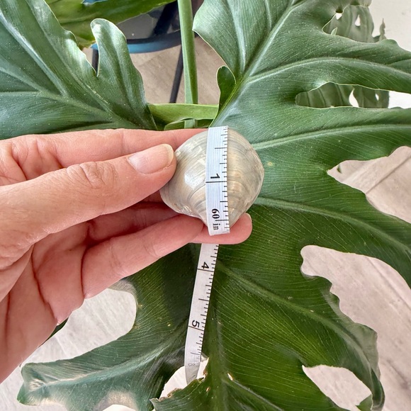 Agatized Shell – Natural Fossil - Picture 4 of 4